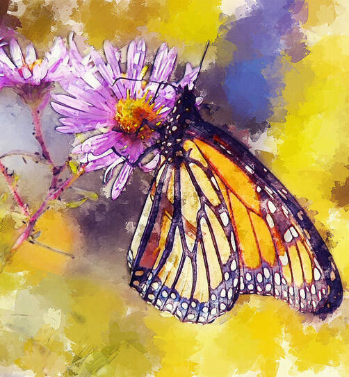 drawing of a peaceful butterfly